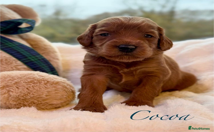 Australian Labradoodle dogs - Advert 2