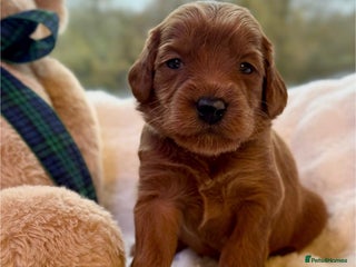 Australian Labradoodle dogs ✨ WALA Superior Australian Labradoodles - Advert 10