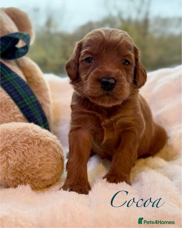 Australian Labradoodle dogs - Advert 2