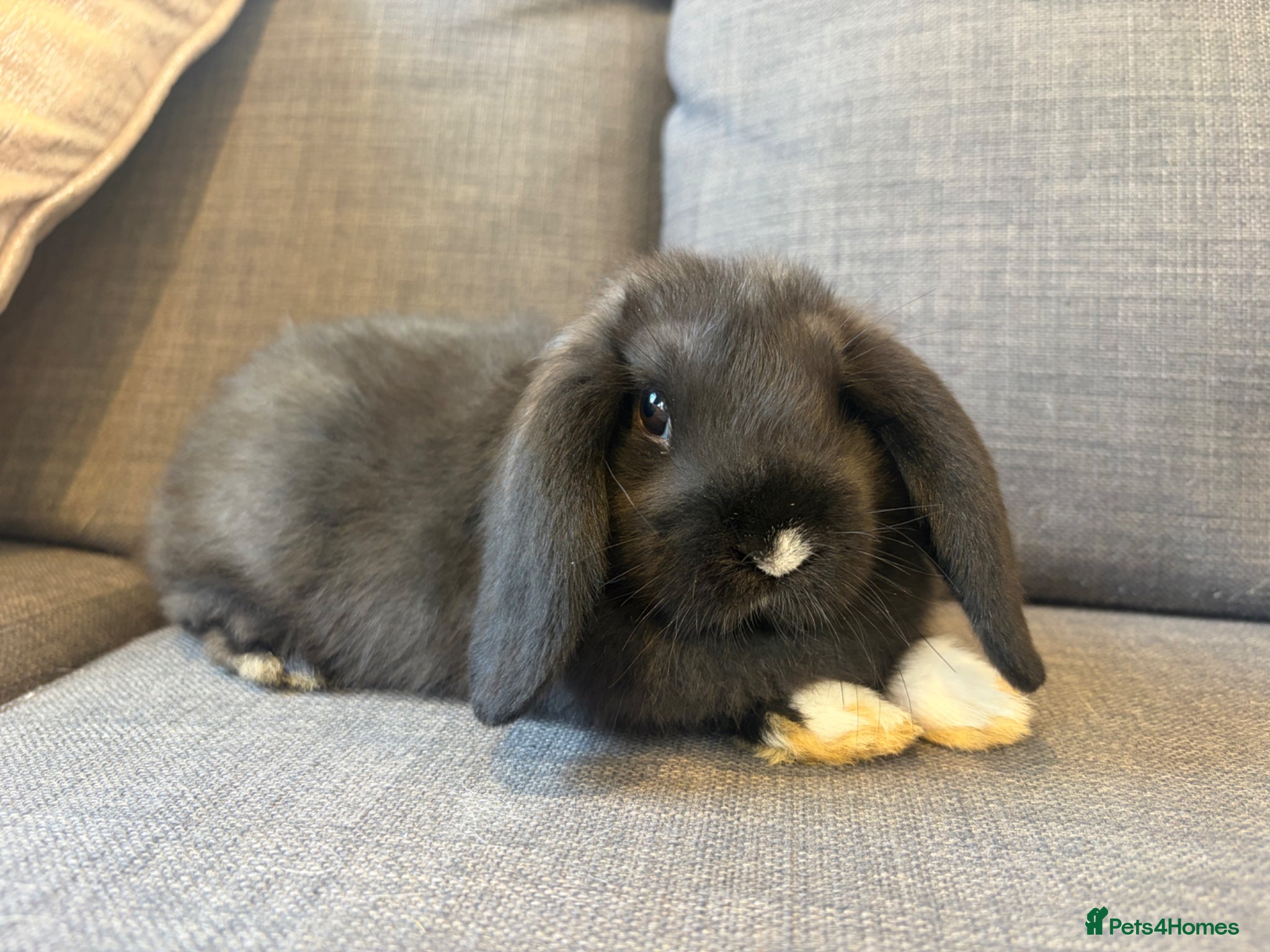 Mini Lop rabbits X 2 left ready this weekend fluffy babies  - Advert 19