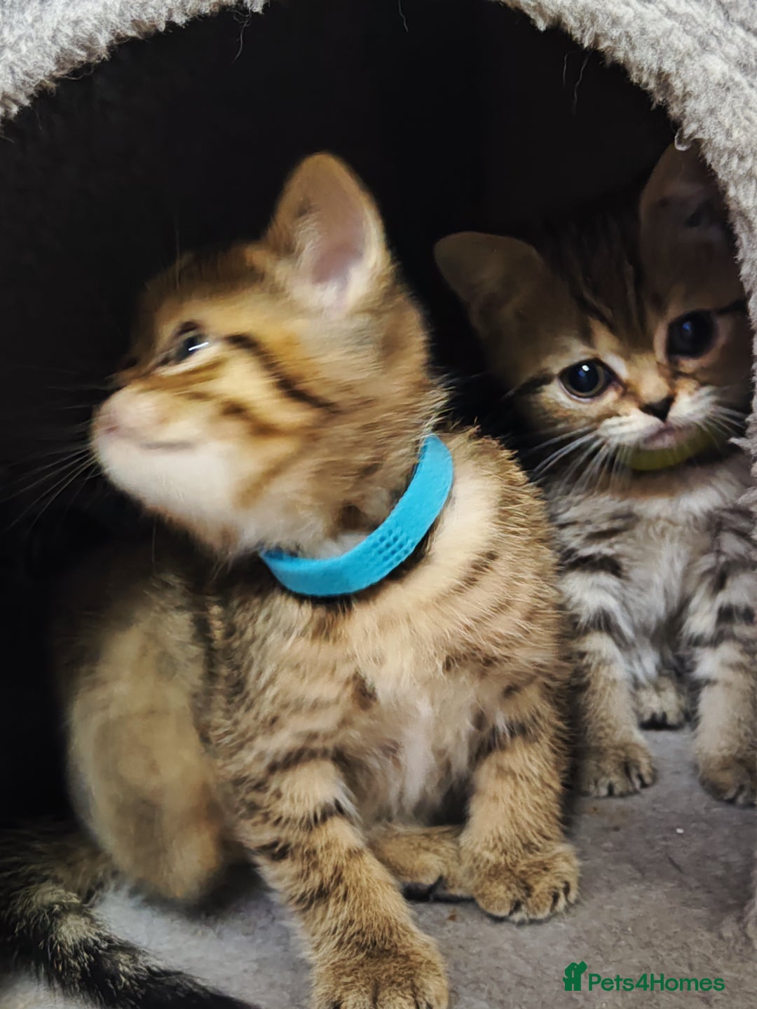 British Shorthair cats for sale: British Shorthair Kittens Full Pedigree Parents  - Advert 18