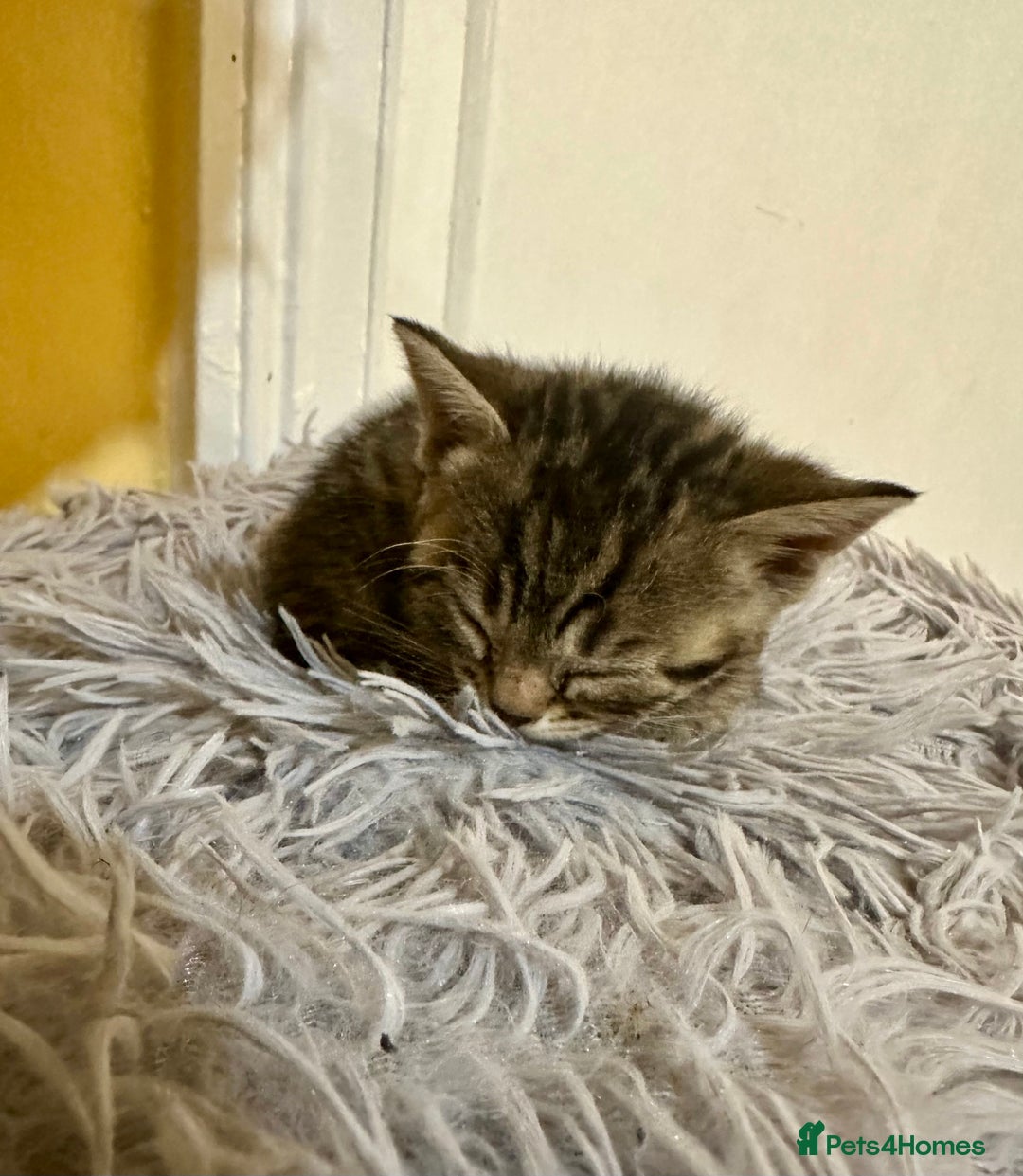 Bengal cats for sale: Stunning GCCF Registered Bengal Kittens  - Advert 16