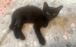 Mixed Breed cats for sale: Mixed breed adorable kittens in Waltham Cross - Image 23