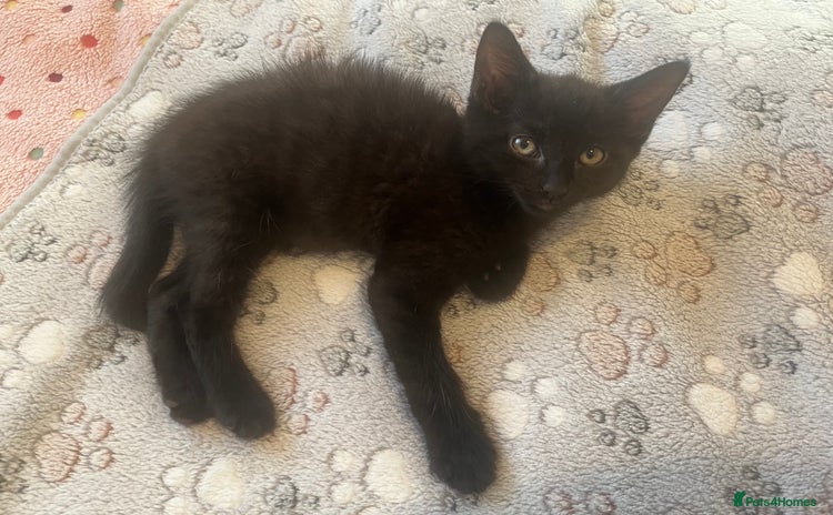 Mixed Breed cats in Waltham Cross - Advert 5