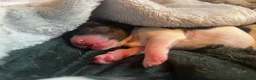 Jack Russell dogs for sale: Stunning Jack Russell puppies in Preston - Advert 5
