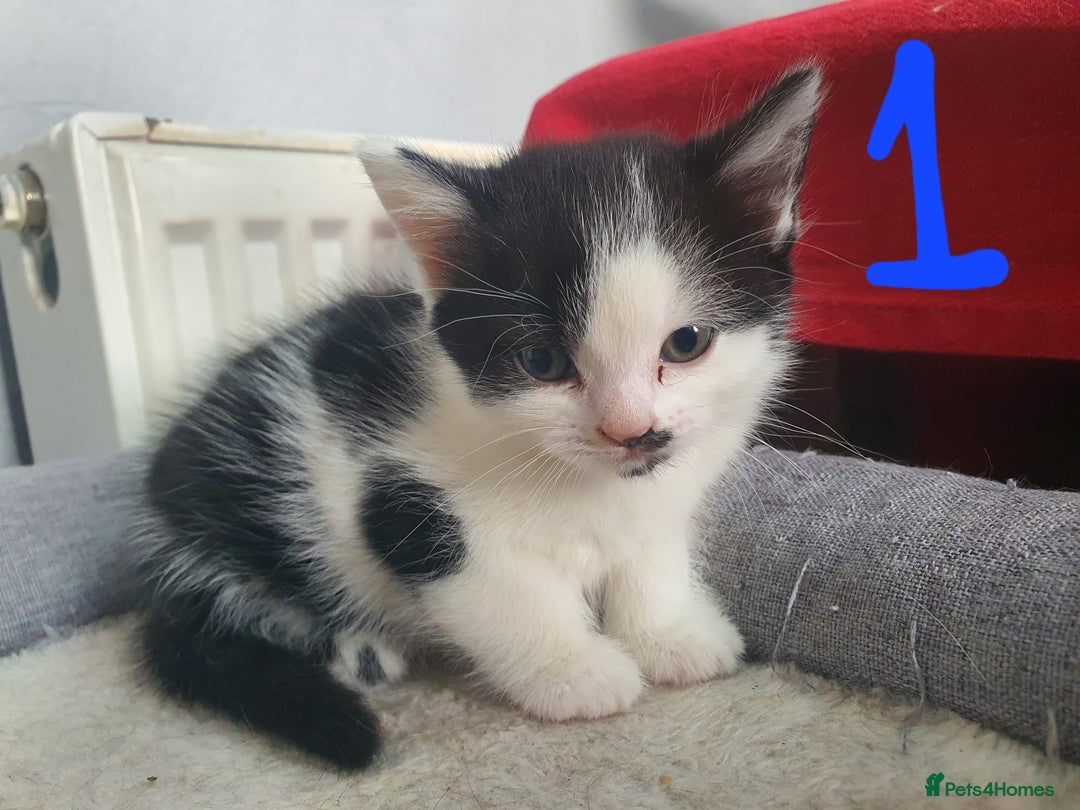 Domestic Shorthair cats for sale: For sale kittens - Image 3