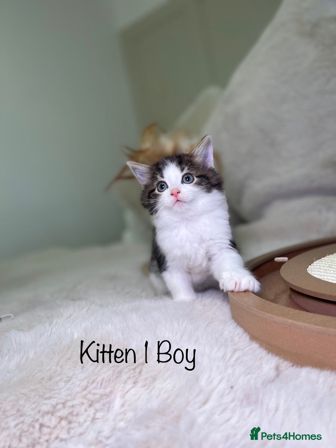 Mixed Breed cats for sale: Beautiful kittens 8 weeks old ready now  - Advert 5