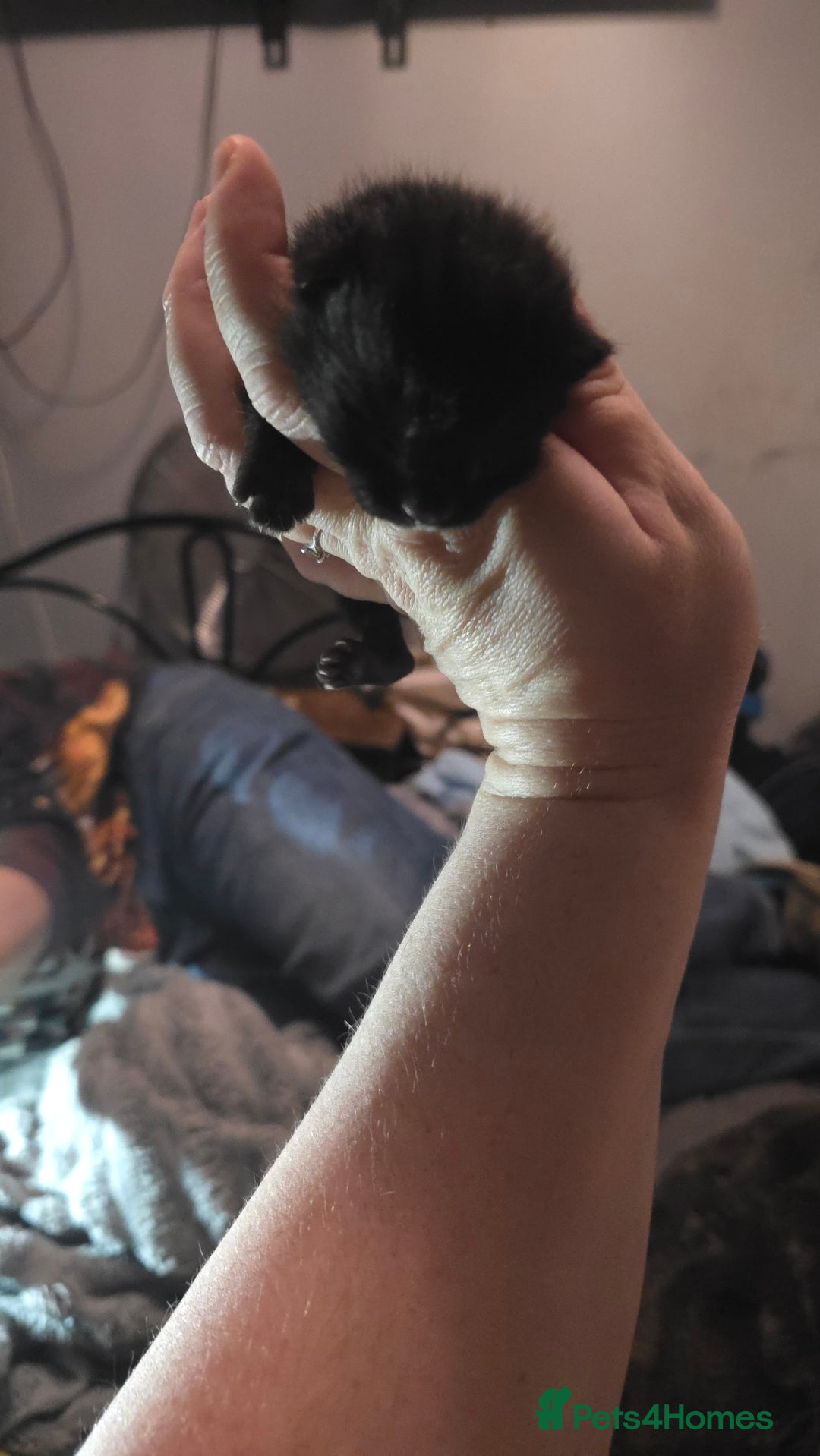 Savannah cats for sale: Savannah X Domestic cat - Advert 7