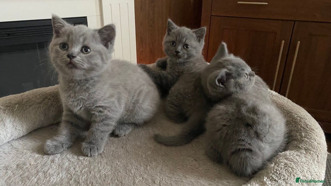 British Shorthair cats for sale: GCCF BRITISH SHORTHAIR KITTENS - Image 12