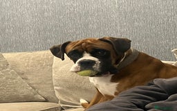 Boxer dogs for sale: Beautiful Boxer Puppies  🐾 - Image 6