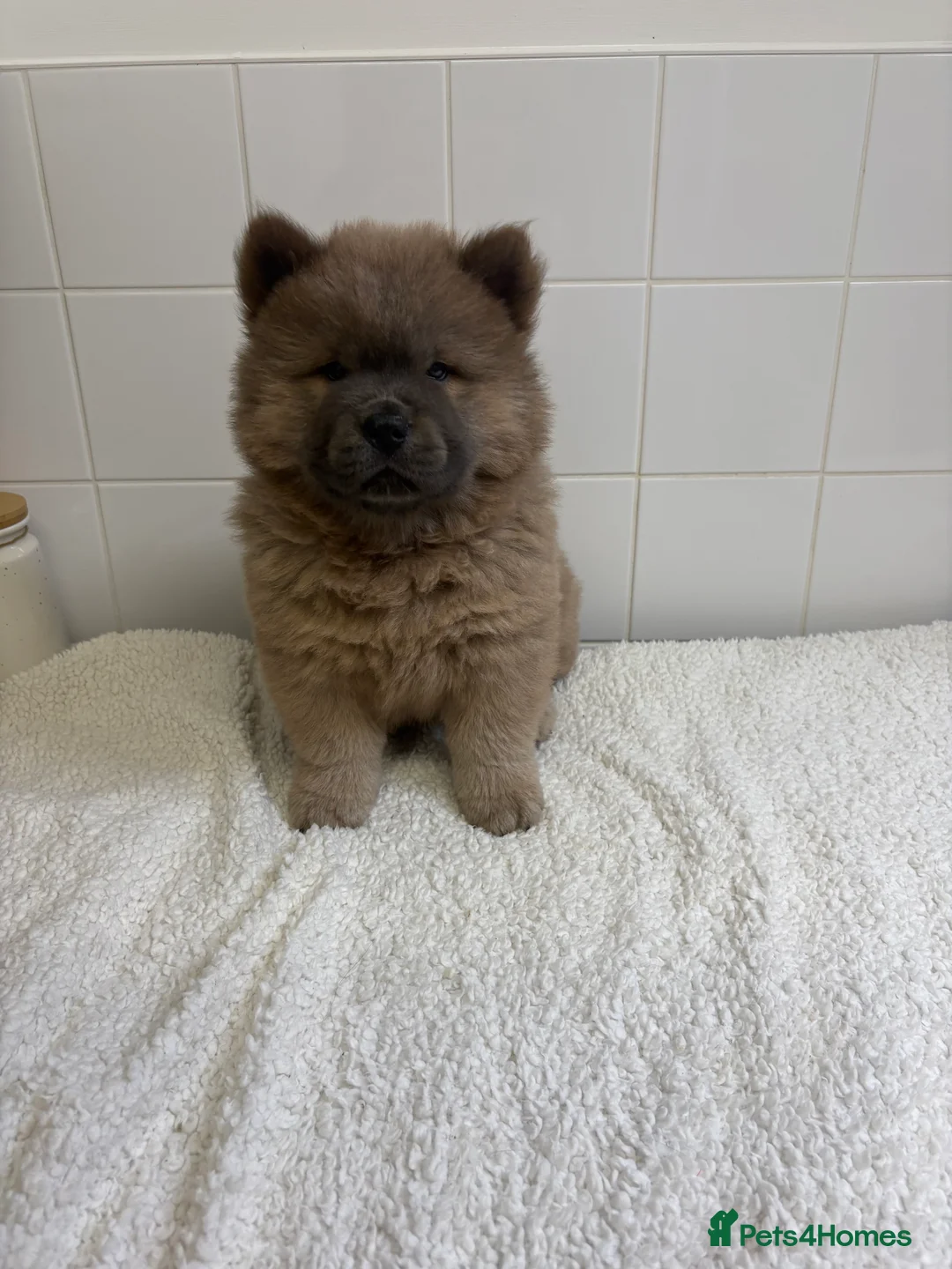 Chow Chow dogs for sale: JUST ONE FEMALE LEFT! 8WEEKS OLD! - Advert 2