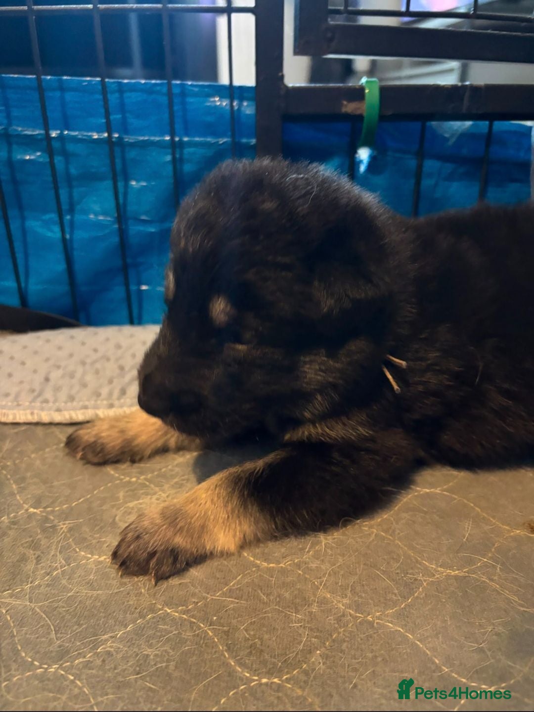 Mixed Breed dogs Pups  mum gsdx Alaskan malamute Dad is full gsd  - Advert 2