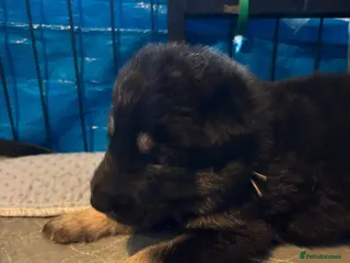Mixed Breed dogs Pups mum gsdx Alaskan malamute Dad is full gsd - Advert 18