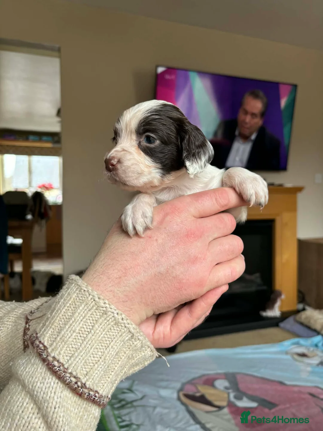 English Springer Spaniel dogs for sale: Stunning English Springer Spaniel Puppies - Advert 13