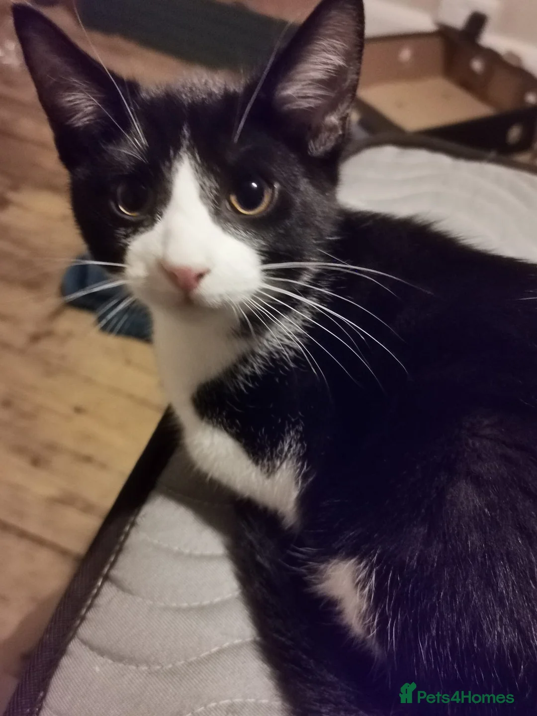 Mixed Breed cats for sale: 1 male 3 female kittens  in Manchester - Advert 6