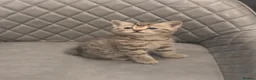 Mixed Breed cats for sale: Bengal x kitten - Advert 6
