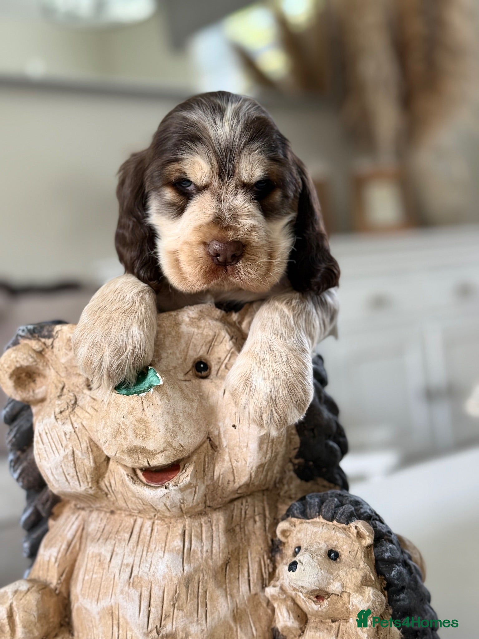 Cocker Spaniel dogs Show type cocker spaniels  - Advert 1