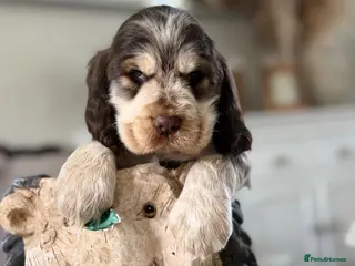 Cocker Spaniel dogs Show type cocker spaniels - Advert 1