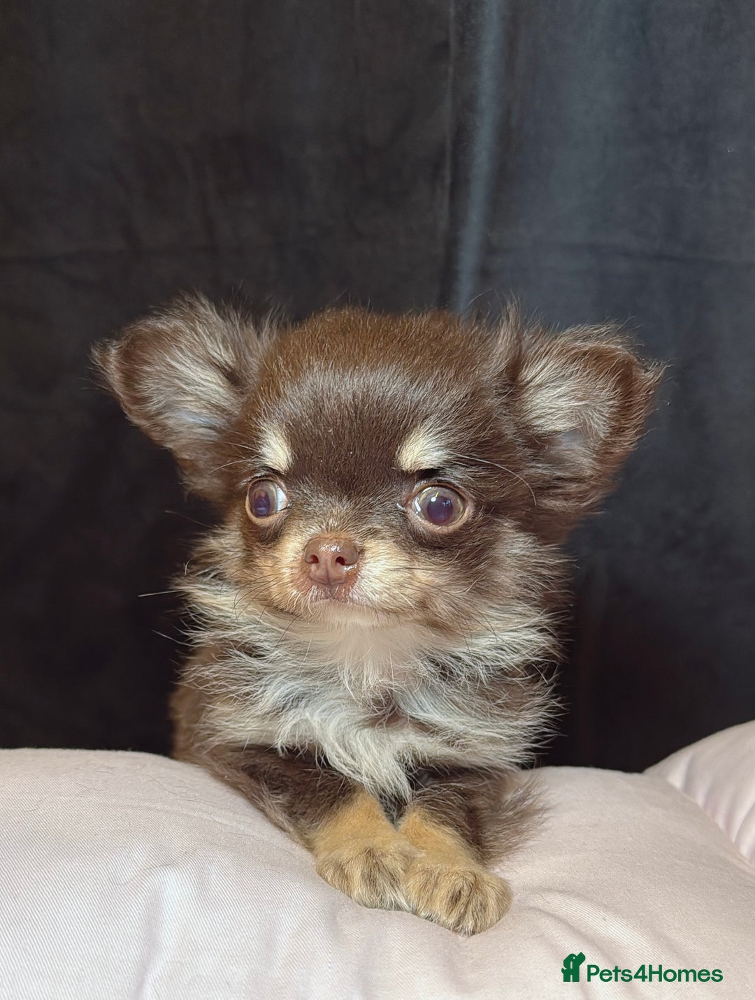 Chihuahua dogs for sale: Long haired chihuahuas - Advert 3