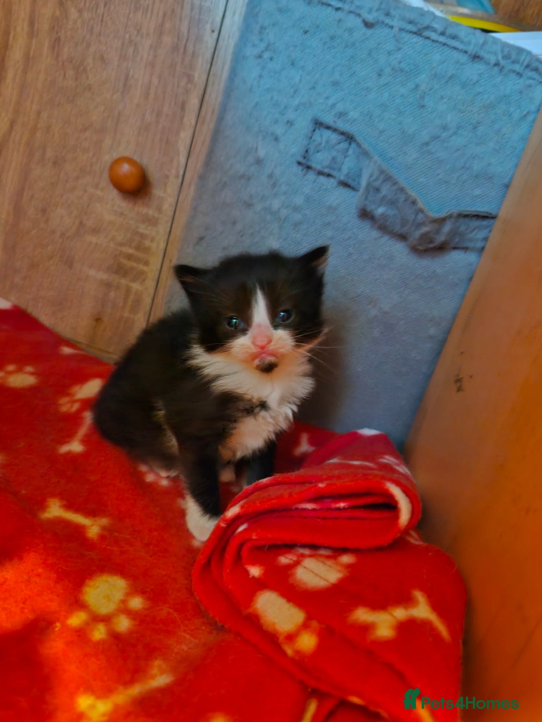 Maine Coon cats for sale: Maine Coon Cross Kittens - Advert 4