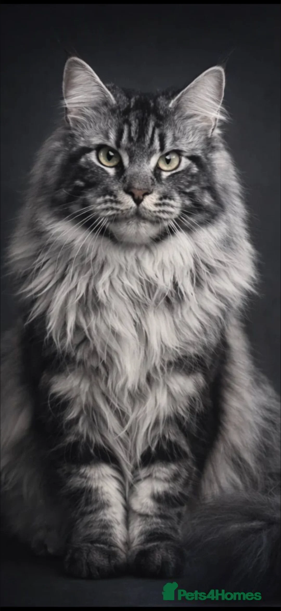 Maine Coon cats for sale: Stunning TICA Registered Female Maine Coon - Advert 5
