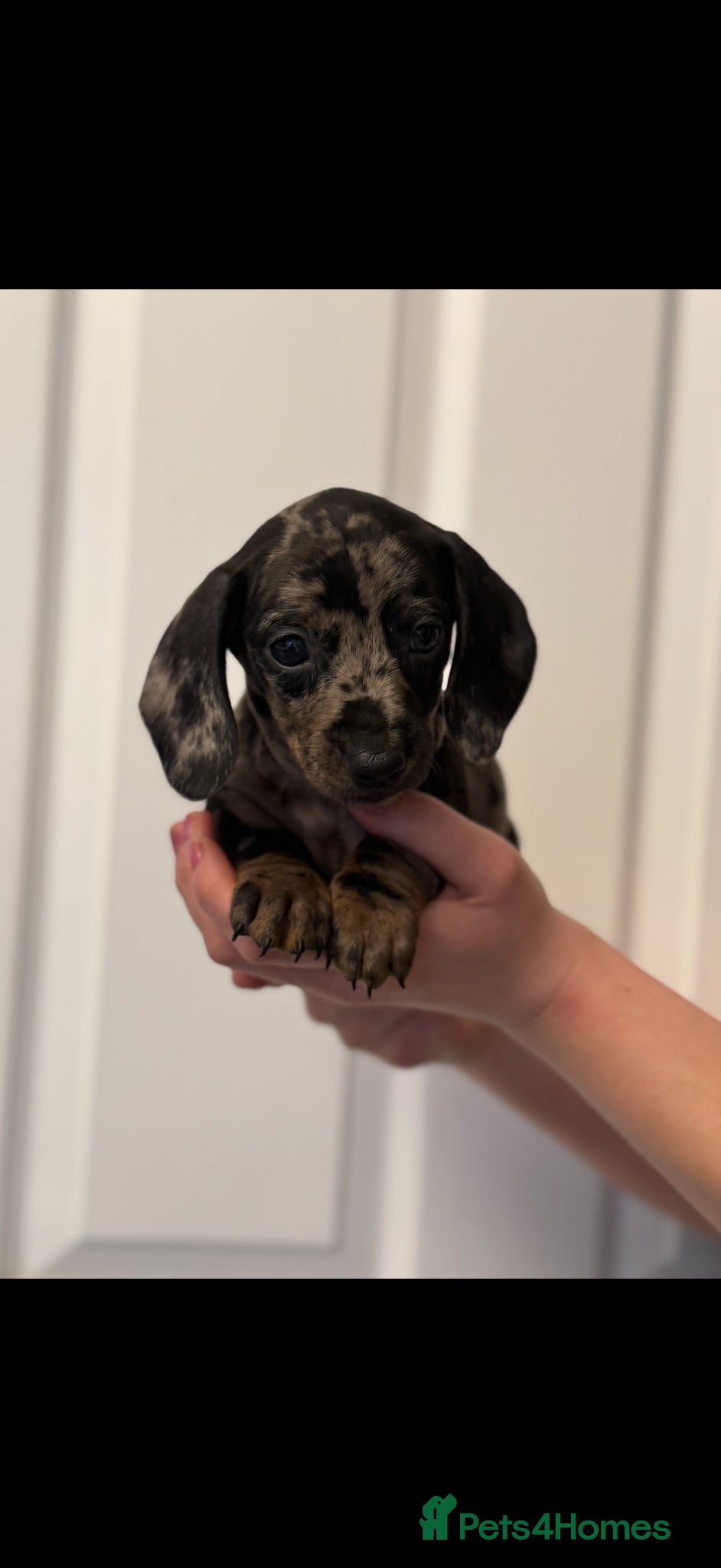 Miniature Dachshund dogs Ministure dachshund  - Advert 17