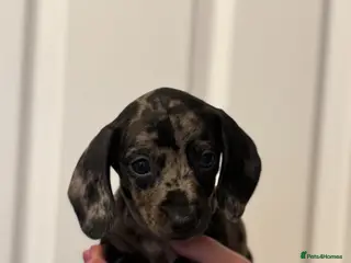 Miniature Dachshund dogs Ministure dachshund - Advert 1