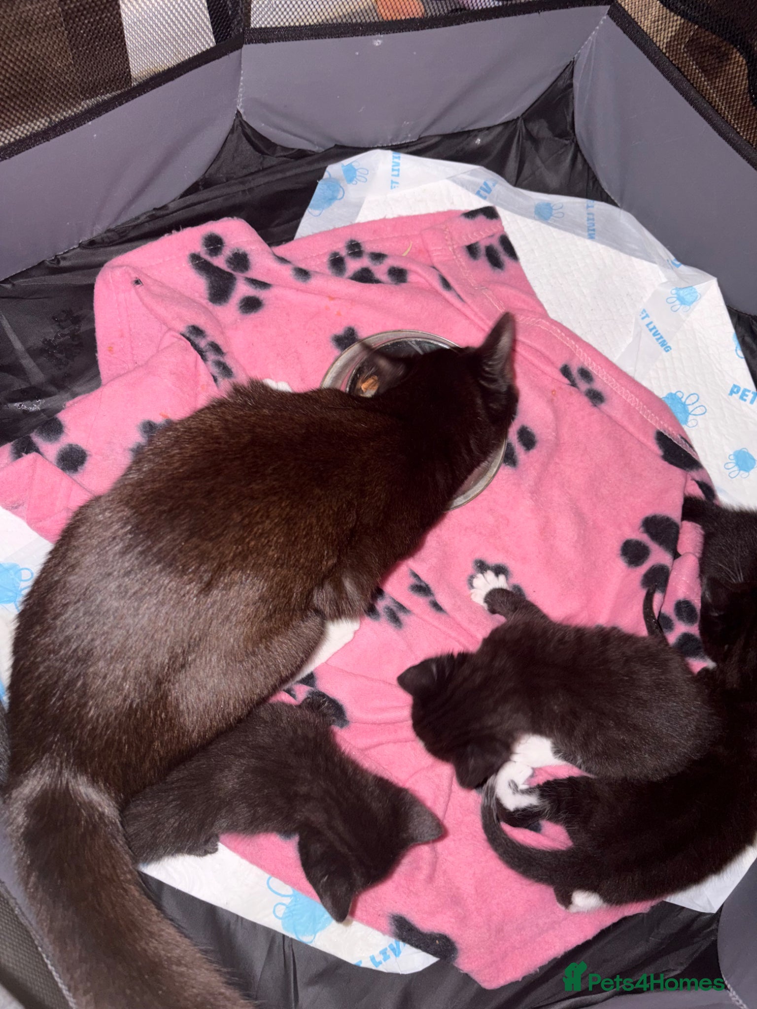 Mixed Breed cats for sale: 3 Tuxedo Kittens - Advert 3