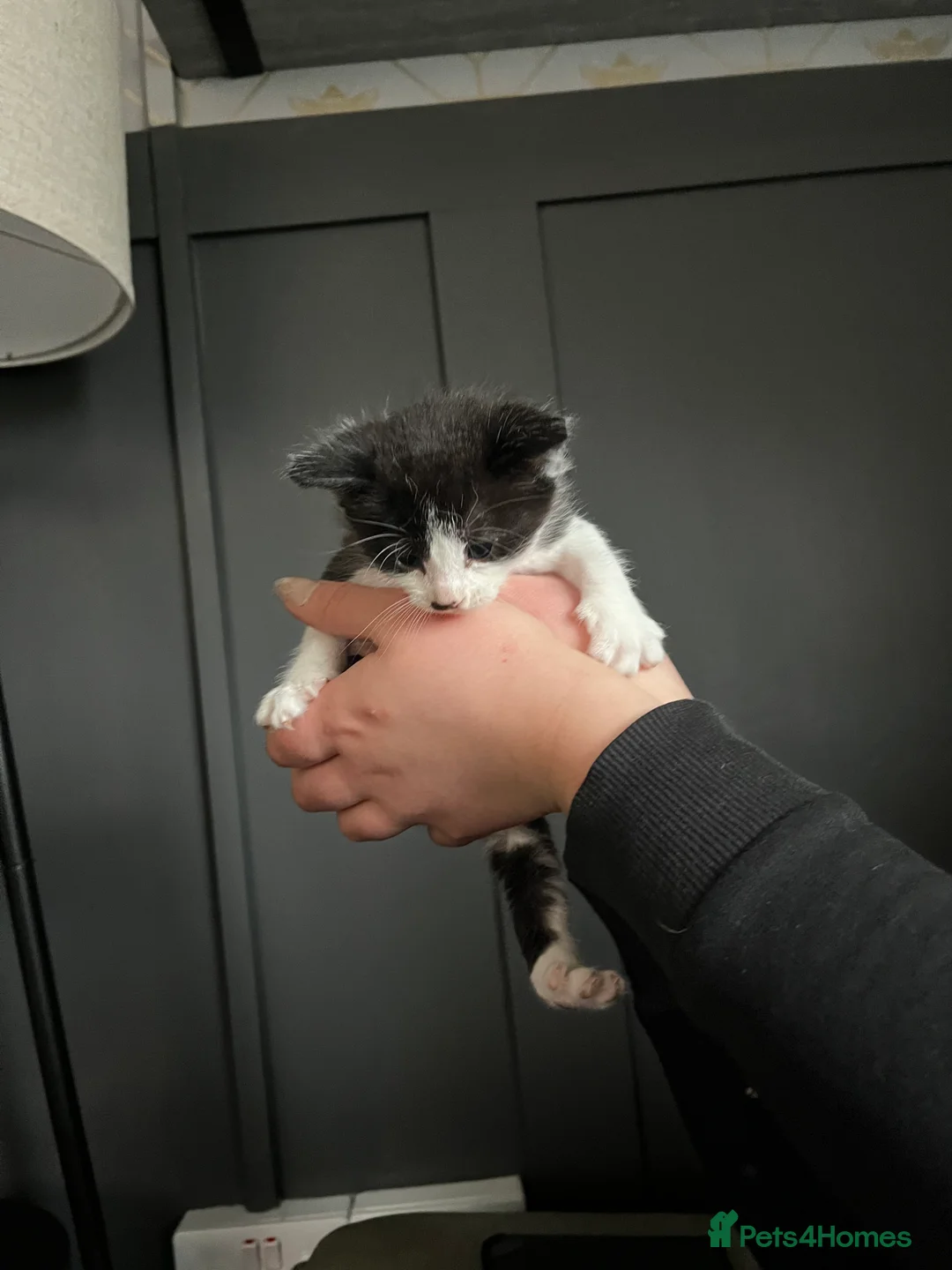 Mixed Breed cats for sale: 5 kitttens - Advert 2