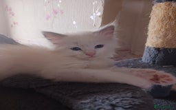 Ragdoll cats for sale: CUTE RAGDOLL KITTENS  - Image 12