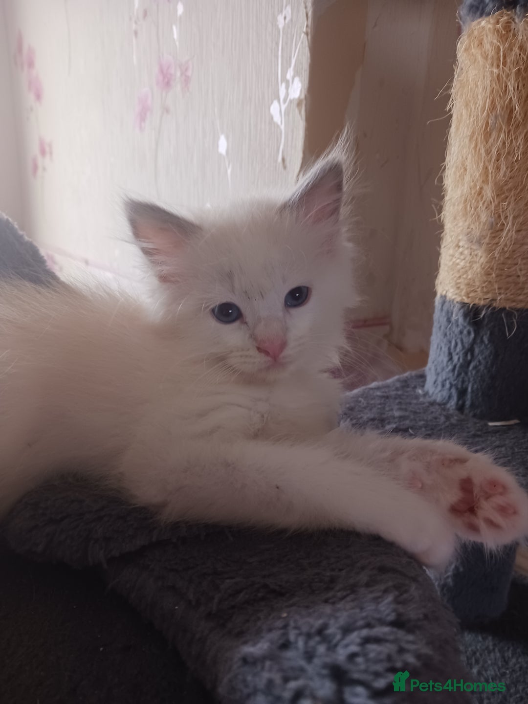Ragdoll cats for sale: CUTE RAGDOLL KITTENS  - Image 12