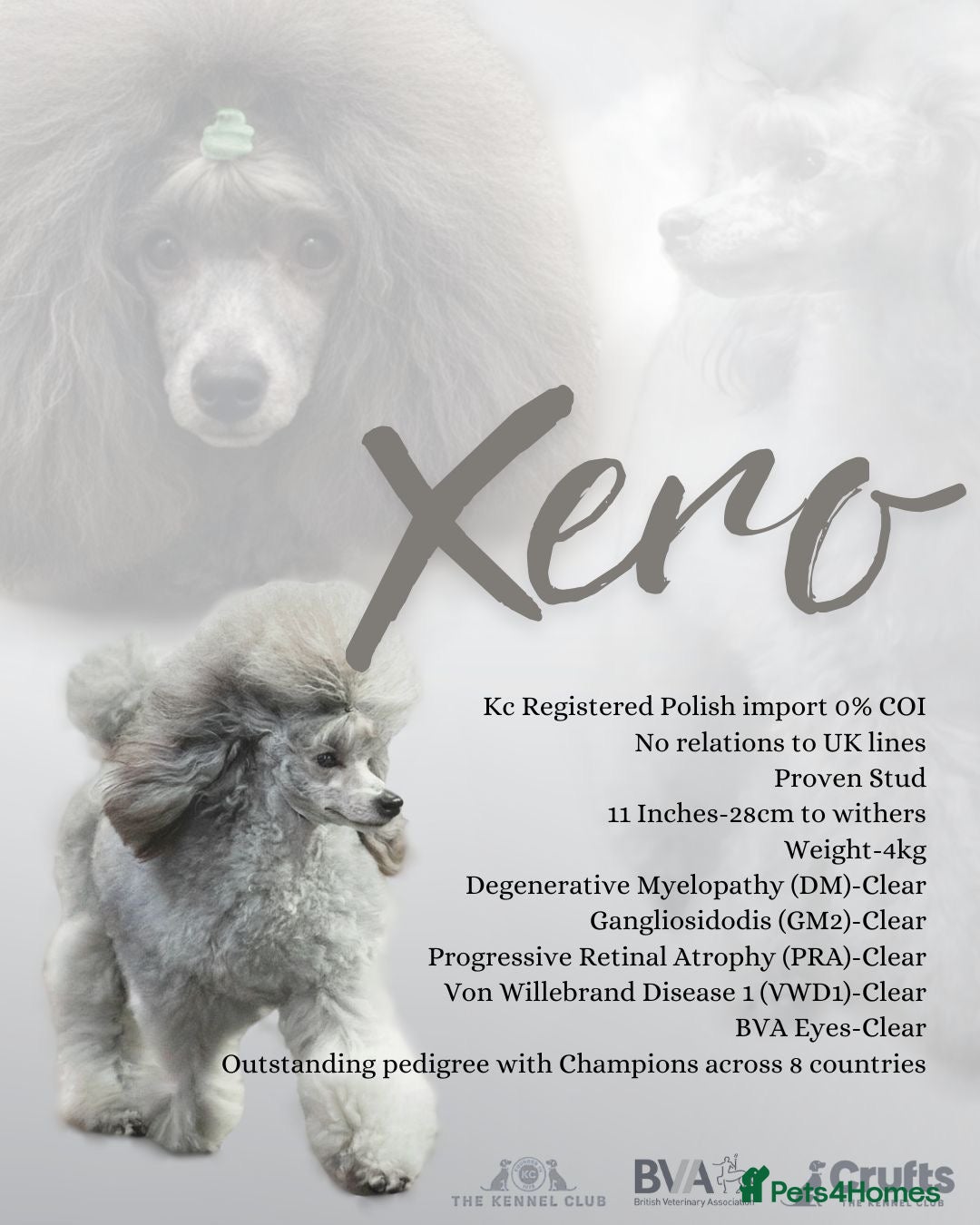 Miniature Poodle dogs for stud: Incredible silver stud✨ - Advert 2