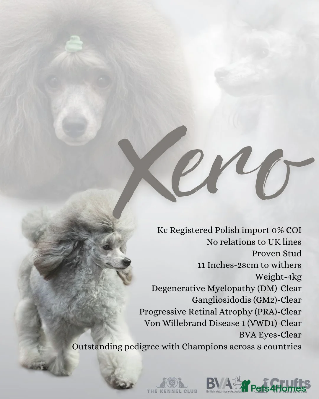 Miniature Poodle dogs for stud: Incredible silver stud✨ - Advert 2