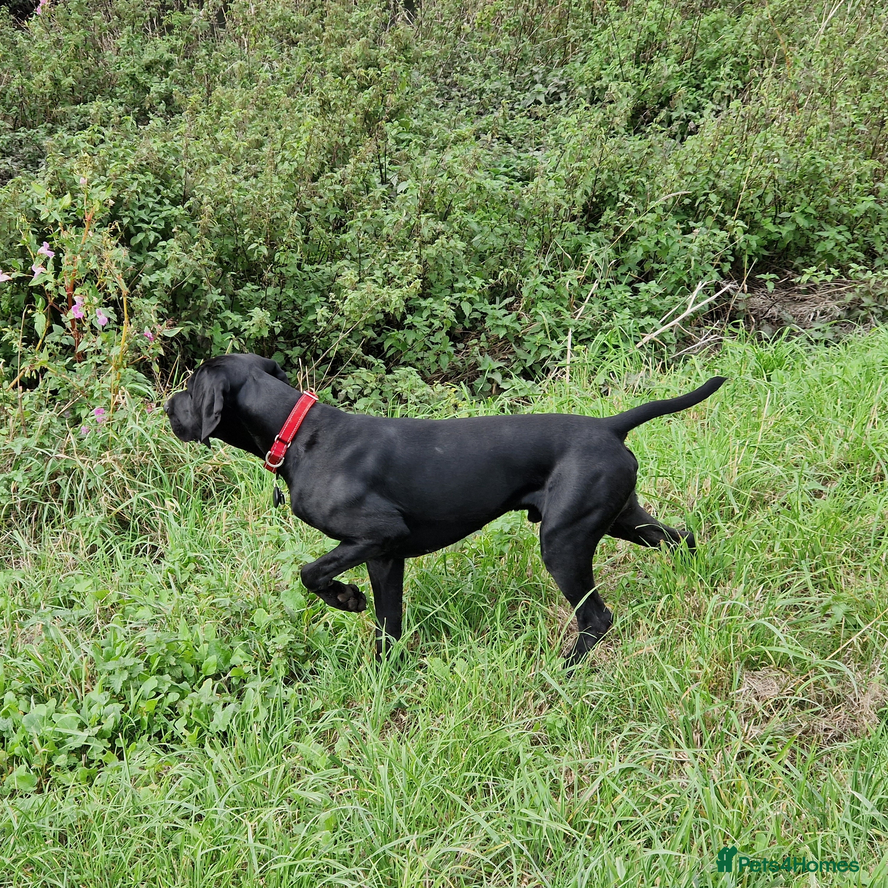 German Shorthaired Pointer dogs Proven full KC Reg GSP 5th Generation working in Liverpool - Advert 1