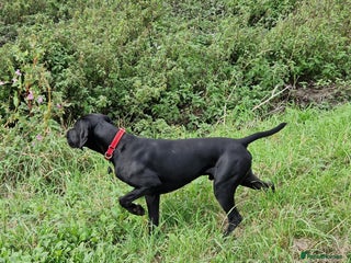 German Shorthaired Pointer dogs in Liverpool - Advert 5