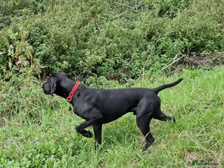 German Shorthaired Pointer dogs Proven full KC Reg GSP 5th Generation working in Liverpool - Advert 3