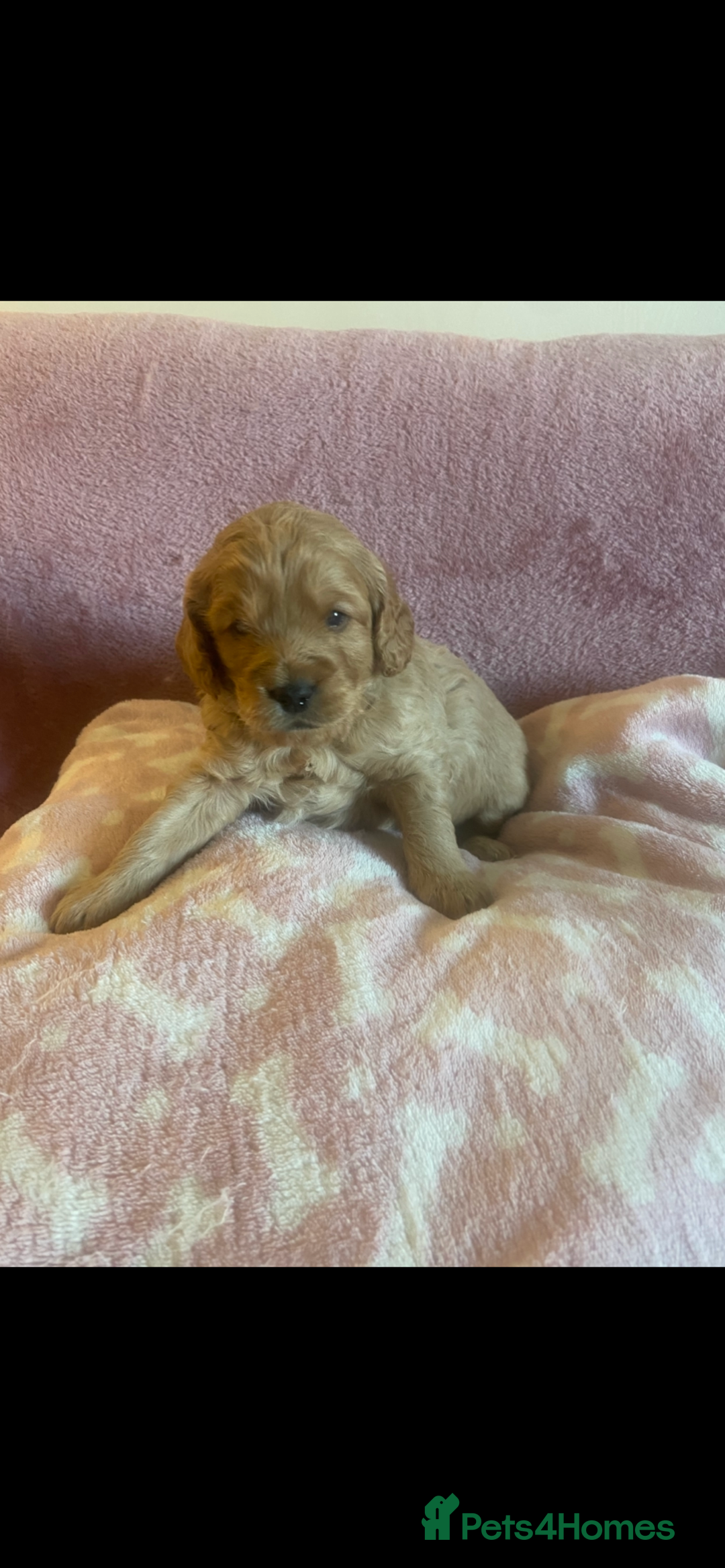 Cockapoo dogs for sale: Last cockapoo boy looking for his forever home ❤️ - Advert 14