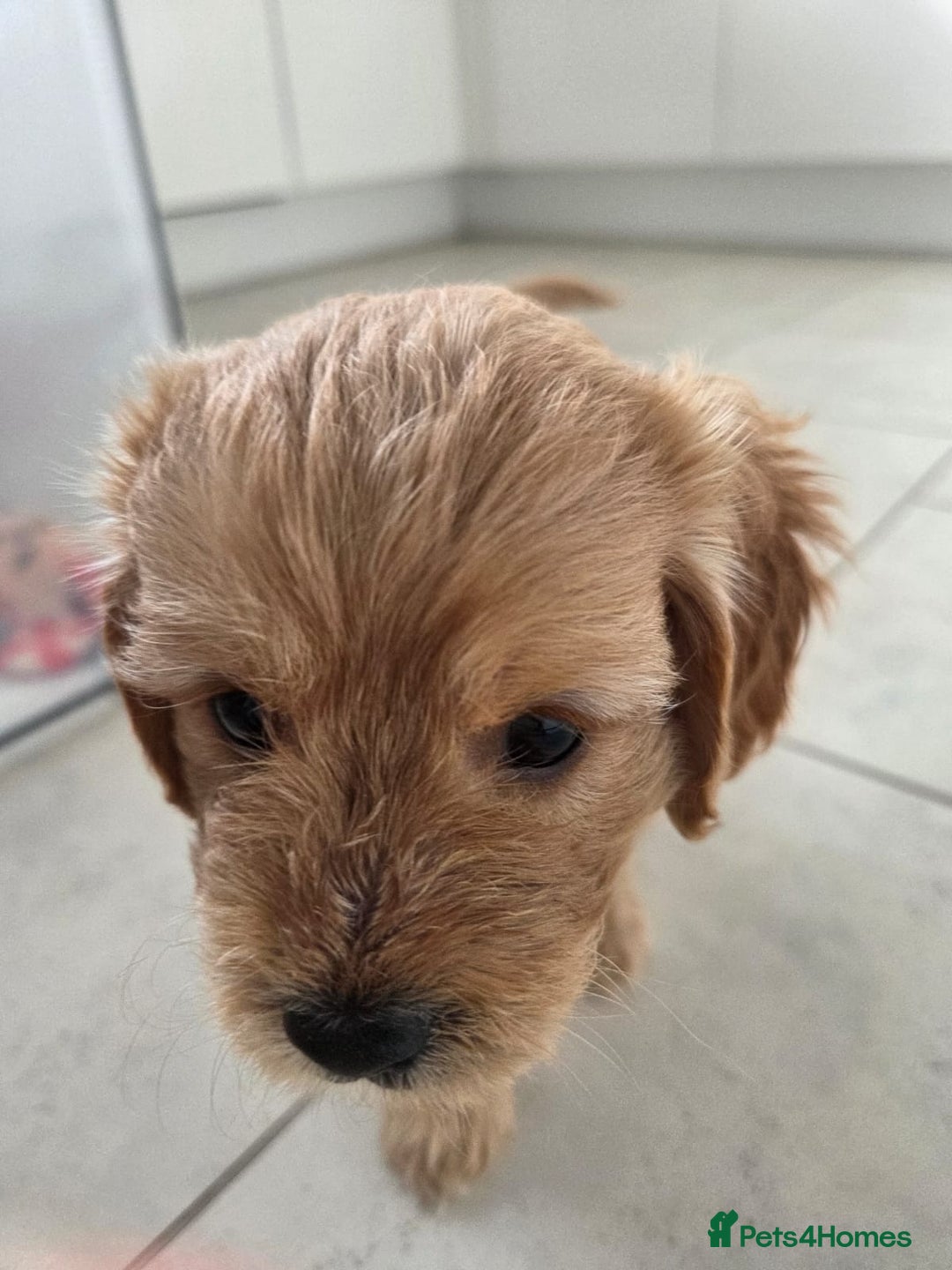 Cavapoo dogs for sale: Cavapoo pups  - Image 11