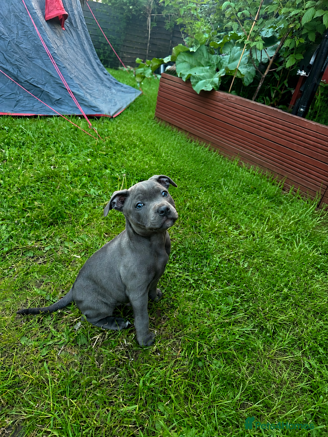 Staffordshire Bull Terrier dogs 10 week old puppy   - Advert 18