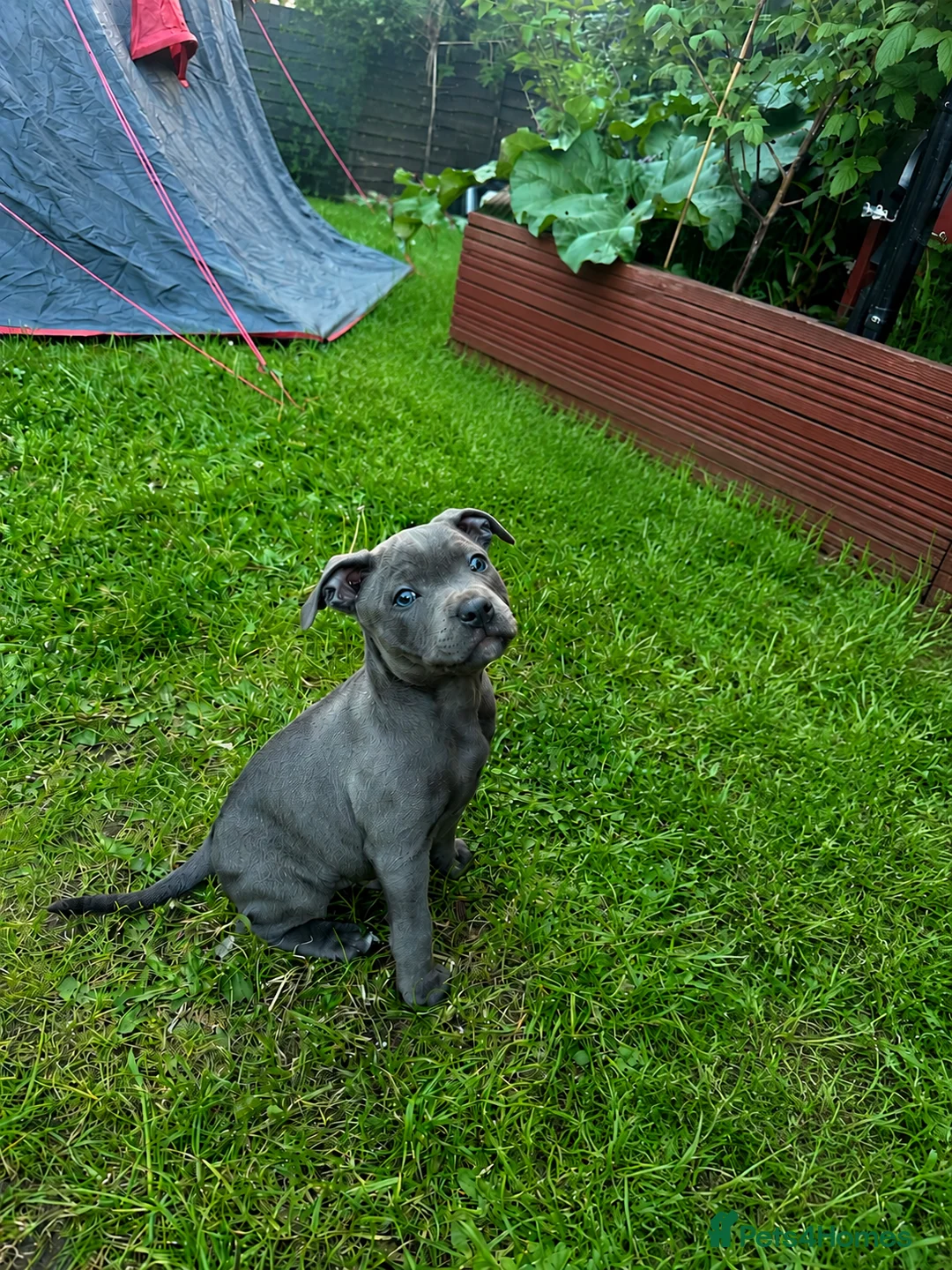 Staffordshire Bull Terrier dogs for sale: 10 week old puppy   - Advert 1