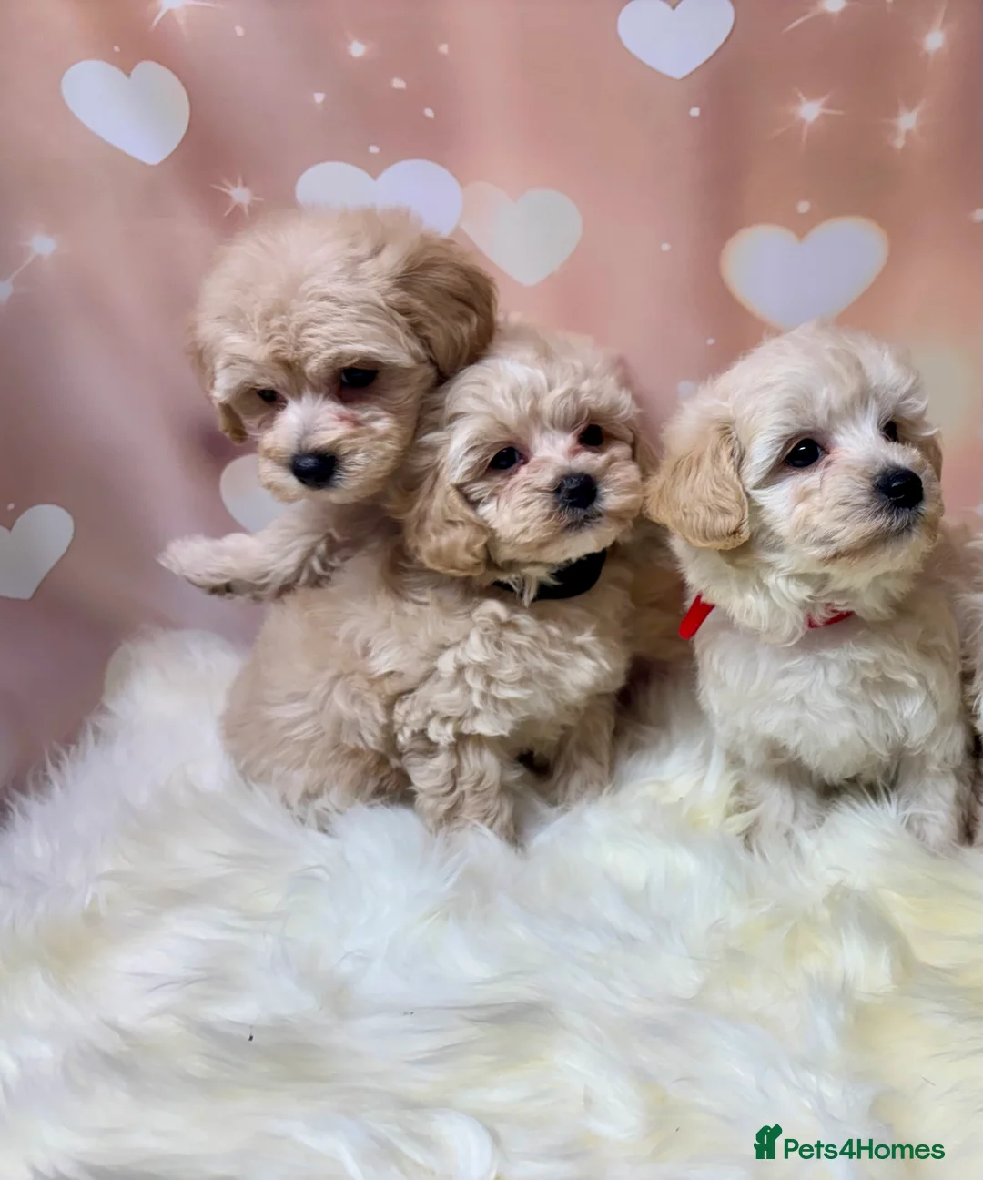 Maltipoo dogs for sale: Adorable Toy F1 DNA Tested Parents  - Advert 8