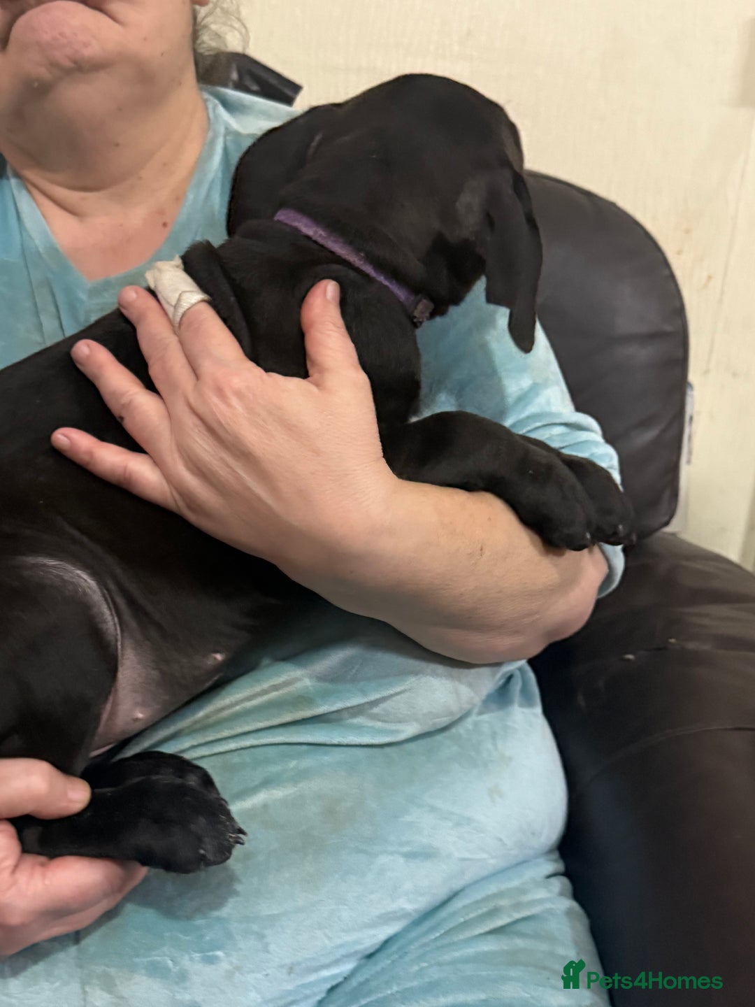 Mixed Breed dogs for sale: Cane corso cross puppies - Advert 8