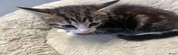Mixed Breed cats for sale: 🐾 5 Stunning Mixed 8 week old Kittens  - Advert 11