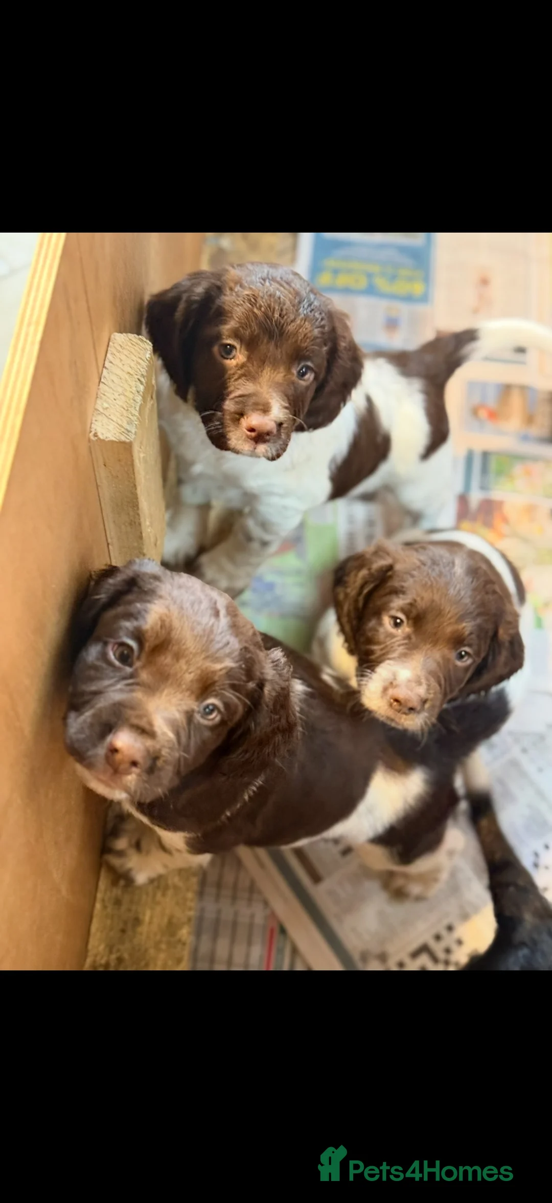English Springer Spaniel dogs for sale: English springer spaniel puppy for sale  in Bristol - Advert 2