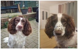 English Springer Spaniel dogs for sale: 🌟 Beautiful Springer Spaniel Litter - Image 19