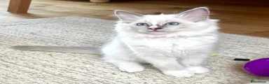 Ragdoll 2