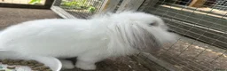 Mini Lion Lop rabbits for sale: Mini lion lop  - Advert 3