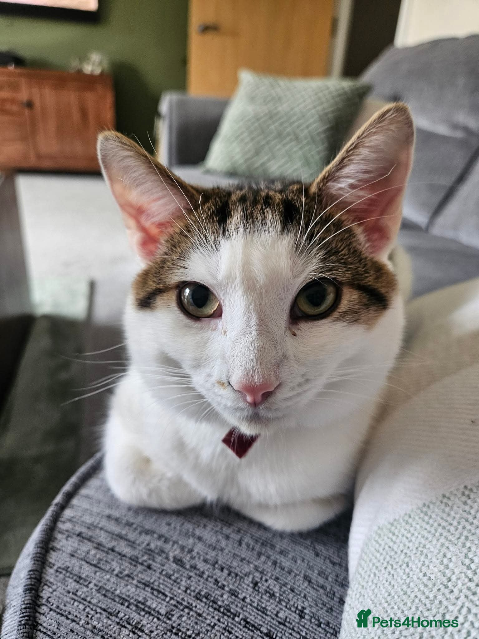 British Shorthair cats Urgent rehoming for cat!! in Pontefract - Advert 2