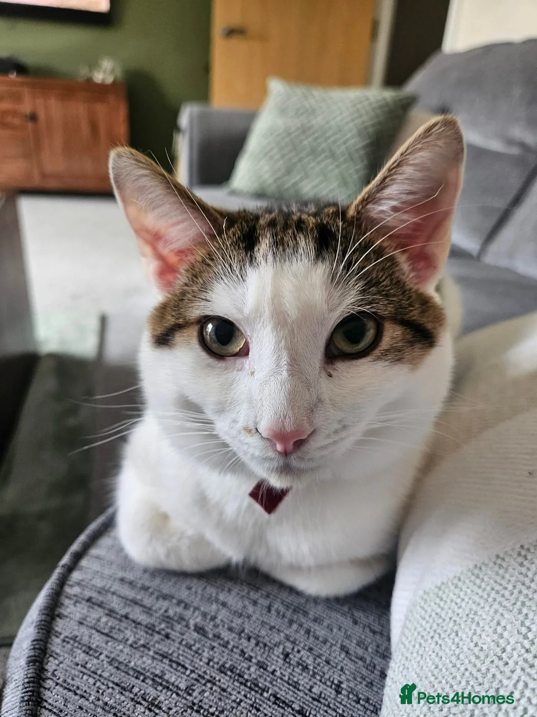 British Shorthair cats for sale: Urgent rehoming for cat!! in Pontefract - Advert 1