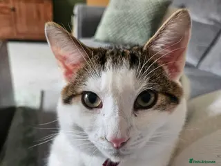 British Shorthair cats Urgent rehoming for cat!! in Pontefract - Advert 2